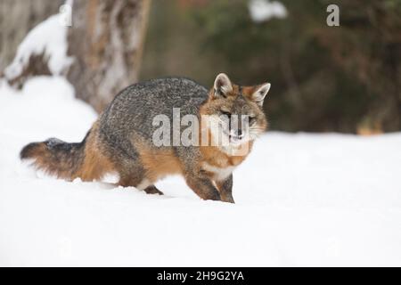 Gray Fox (Urocyon cinereoargenteus) adulto in piedi nella neve, Montana, USA, marzo, condizioni controllate Foto Stock