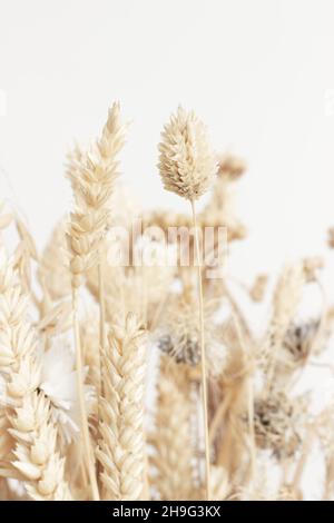 Primo piano di bouquet di fiori secchi su sfondo chiaro; fotografia di piante naturali minimale; moderno Foto Stock