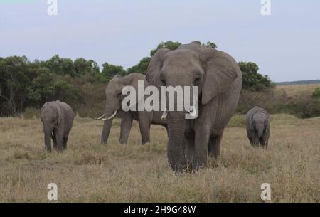 l'elefante africano del matriarca guida la mandria nel pascolo nella savana selvaggia del mara di masai, kenia Foto Stock