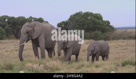 una mandria di elefanti, un adulto e due vitelli, pascolo pacificamente nelle praterie selvatiche del masai mara, kenya Foto Stock