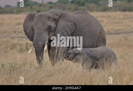 Carino elefante africano bambino succhiare sulle tettarelle della madre elefante per il latte nel Masai Mara selvaggio, Kenya Foto Stock