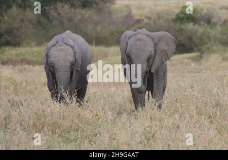 profilo frontale di un paio di adorabili elefanti africani in piedi e mangiare insieme nell'erba selvaggia di masai mara, kenya Foto Stock