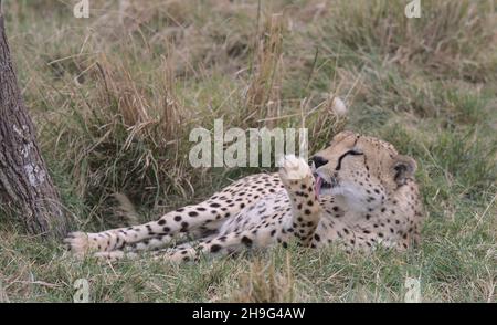 ghepardo che riposa in erba e usa la lingua per leccarsi e sposarsi nelle pianure selvatiche del masai mara, kenya Foto Stock