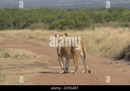 leoness in piedi su strada sterrata guardando lontano in masai mara selvaggio, kenya Foto Stock