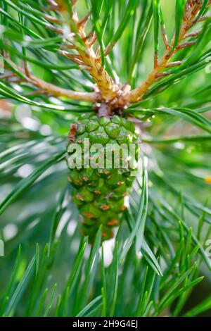 Albero di pino verde Sprout Conifer cono Strobilus Macro Foto Stock