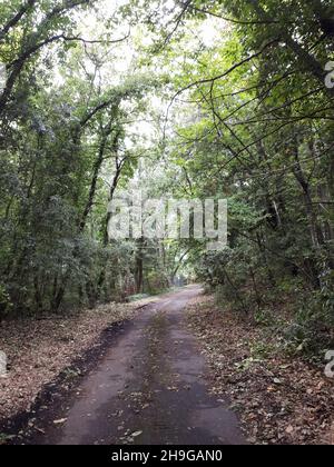 Colpo panoramico di castagni in crescita nei pressi di Zafferana Etnea, provincia di Catania, Sicilia Foto Stock