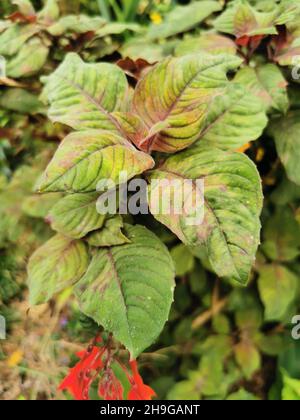 Colpo verticale di piante di boliviana di Fuchsia, Edrops della signora Foto Stock