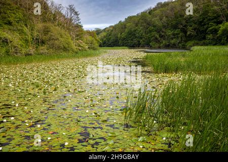 Regno Unito, Galles, Pembrokeshire, Bosherston, Lily Ponds, Sul vecchio Stackpole Court Estate Foto Stock