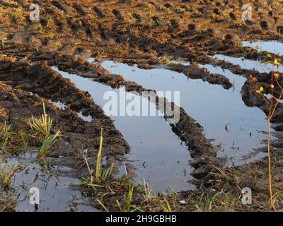 Cingoli del trattore profondi nel campo pieni di acqua Foto Stock