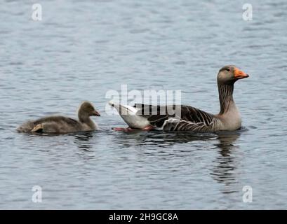 Grigilag l'oca grigilag è una specie di oca di grandi dimensioni appartenente alla famiglia degli uccelli acquatici Anatidae e del genere Anser. Ha un piumaggio grigio e bianco chiazzato e barred e un becco arancione e le gambe rosa Foto Stock