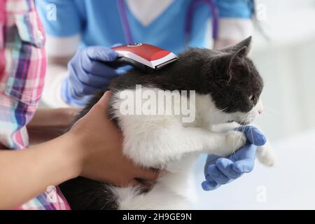 La cura professionale del corpo taglia e rasa il gatto, si prende cura degli animali domestici Foto Stock