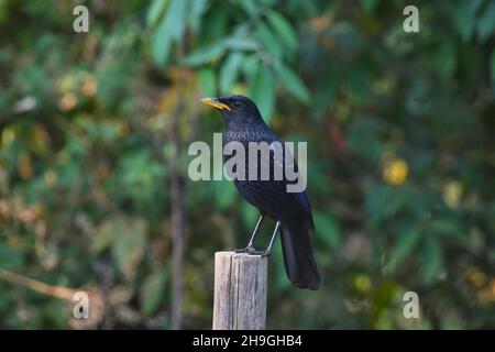 Sibilo blu tordi, Myophonus caeruleus, Sattal, Uttarakhand, India Foto Stock