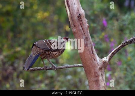 Kalij Fesante femmina, Lophura leucomelanos, Sattal Uttarakhand, India Foto Stock