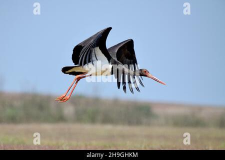 Cicogna nera in volo, Ciconia nigra, Kolhapur, Maharashtra, India Foto Stock