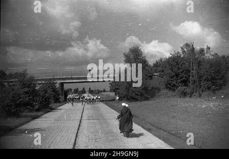 Polska, 1948-06-29. VII Wyœcig Kolarski Dooko³a Polski (Tour de Poulogne) odbywa³ siê w dniach 22 czerwca - 4 lipca, mia³ 11 etapów, rasa liczy³a 1963 km i prowadzi³a z Warszawy przez Olsztyn, Gdyniê, S³upsk, Szczecin, Poznañ, Wroc³aw, Bytom, Kraków, Czêstochowê, £ódŸ do Warszawy. Wystartowa³o 71 zawodników, przyjecha³y te¿ reprezentacje Czechos³owacji, Szwecji, Wêgier. NZ. Peleton kolarzy na trasie 7. Etapu z Wroc³awia do Bytomia. mw PAP Polonia, 29 giugno 1948. La settima gara ciclistica di Tour de Poulogne si è svolta il 22 giugno-4 luglio con la partecipazione di 71 contendenti, tra cui squadre della Cecoslovacchia Foto Stock