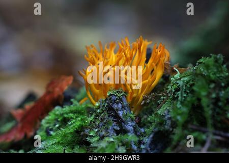 Calocera viscosa, comunemente conosciuto come il fungo giallo stagshorn, fungo selvatico dalla Finlandia Foto Stock