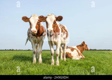 Due vitelli carini, tenero ritratto d'amore di due mucche, amorevolmente insieme, con occhi sognanti, rosso e bianco in un prato verde e cielo blu, orizzonte su lan Foto Stock