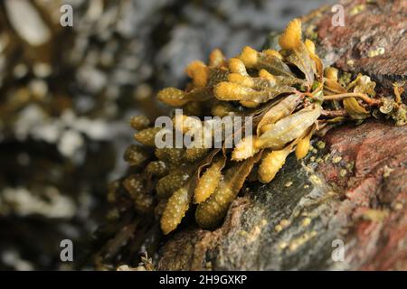 Primo piano delle alghe (Cornovaglia) Foto Stock