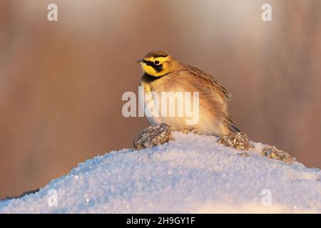 Larice cornuto o larice (Eremophila alpestris) che riposa su un cumulo di neve in inverno. Foto Stock