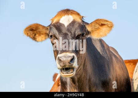 Testa di vacca svizzera marrone, sciocco e divertente, annegamento mentre masticava e ventre, cielo di sfondo blu, Foto Stock