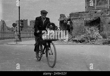 WARSZAWA, 1948-07-01. Rowerzysta z psami w koszyku wœród ruin Œródmieœcia. mta PAP Dok³adny dzieñ wydarzenia nieustalony. Varsavia, 1 luglio 1948. Un ciclista con cani in un cestino nelle rovine del centro della città. mta PAP Foto Stock