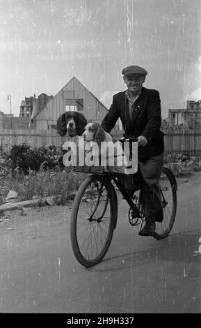 WARSZAWA, 1948-07-01. Rowerzysta z psami w koszyku wœród ruin Œródmieœcia. mta PAP Dok³adny dzieñ wydarzenia nieustalony. Varsavia, 1 luglio 1948. Un ciclista con cani in un cestino nelle rovine del centro della città. mta PAP Foto Stock