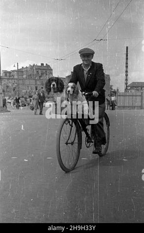 WARSZAWA, 1948-07-01. Rowerzysta z psami w koszyku wœród ruin Œródmieœcia. mta PAP Dok³adny dzieñ wydarzenia nieustalony. Varsavia, 1 luglio 1948. Un ciclista con cani in un cestino nelle rovine del centro della città. mta PAP Foto Stock