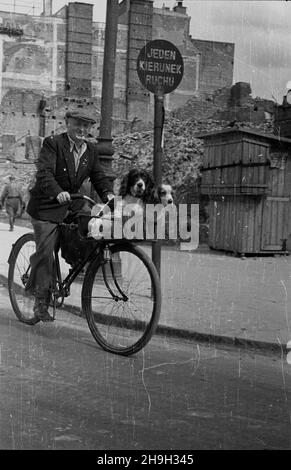 WARSZAWA, 1948-07-01. Rowerzysta z psami w koszyku wœród ruin Œródmieœcia. mta PAP Dok³adny dzieñ wydarzenia nieustalony. Varsavia, 1 luglio 1948. Un ciclista con cani in un cestino nelle rovine del centro della città. mta PAP Foto Stock