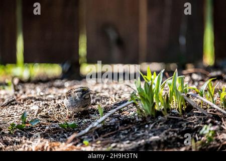 Passera migratoria bianca in un cortile primaverile a Taylors Falls, Minnesota USA. Foto Stock