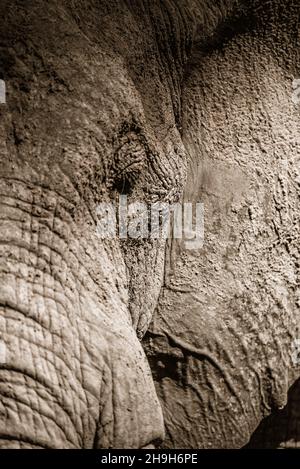 Primo piano del volto di un elefante che mostra il suo occhio e orecchio, il Parco Nazionale Kruger. Foto Stock