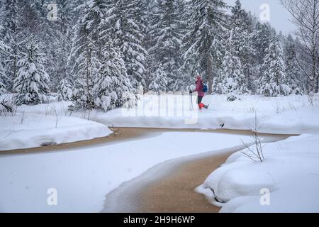 Bella donna anziana racchette da neve in forte caduta in una foresta invernale e paesaggio di fossato nella zona di Bergenzer Wald di Vorarlberg, Austria Foto Stock