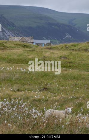 Lone pecora nel pascolo di fronte a piccoli cottage e le montagne di Hoy in lontananza. Foto Stock