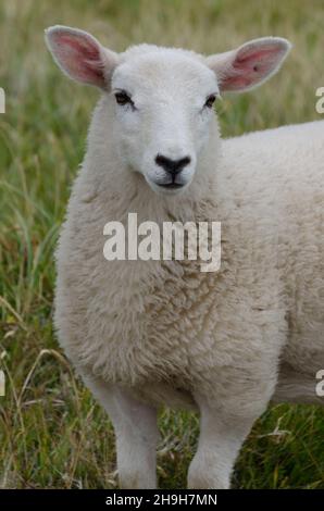 Una pecora bianca solista che guarda la macchina fotografica a Rackwick, Orkney. Foto Stock