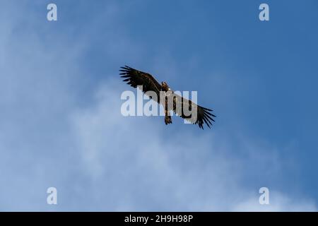 RUNDE, NORVEGIA - 2020 LUGLIO 23 aquila a coda bianca, albicilla di Haliaeetus, che vola sopra il mare. Foto Stock