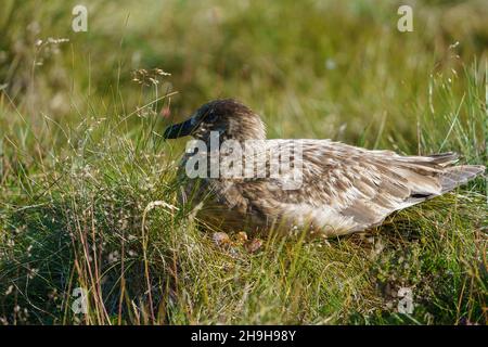 RUNDE, NORVEGIA - 2020 LUGLIO 23. Grande Skua nel selvaggio relax in erba. Foto Stock