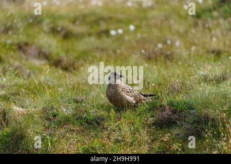 RUNDE, NORVEGIA - 2020 LUGLIO 23. Grande Skua nel selvaggio relax in erba. Foto Stock