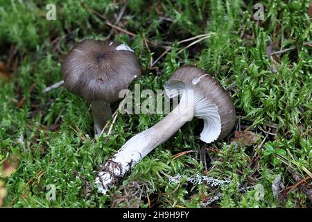Hygrophorus camarophyllus, noto come cera d'legno ad arco, fungo selvatico dalla Finlandia Foto Stock
