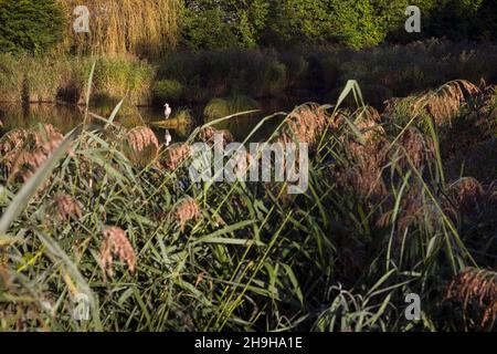 Airone grigio in piccolo stagno nella riserva naturale tra erba di canna vicino al lago di Costanza, Germania, Baviera Foto Stock