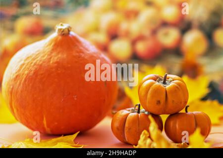 Autunno ancora vita . Foglie di acero caduto e zucche d'arancia. Raccolta autunnale Foto Stock