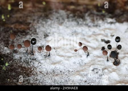 Comatricha nigra, plasmodial slime stampo, sporangia sul decadimento di legno in Finlandia Foto Stock