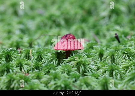 Cortinarius sanguineus, noto come il sangue rosso o rosso sangue webcap di funghi selvatici dalla Finlandia Foto Stock