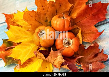 Autunno ancora vita . Foglie di acero caduto e zucche d'arancia su sfondo blu di legno. Raccolta autunnale. Foto Stock