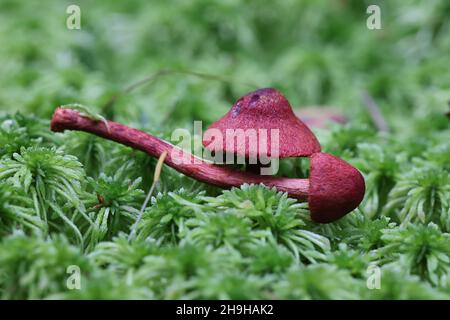 Cortinarius sanguineus, noto come il sangue rosso o rosso sangue webcap di funghi selvatici dalla Finlandia Foto Stock