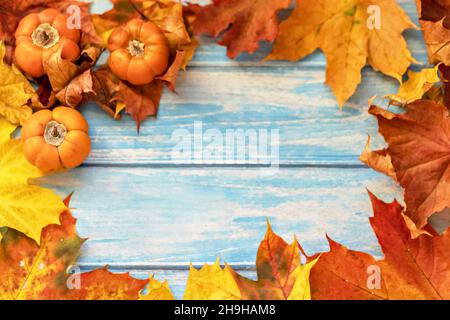 Autunno ancora vita . Foglie di acero caduto e zucche d'arancia su sfondo blu di legno. Raccolta autunnale. Foto Stock