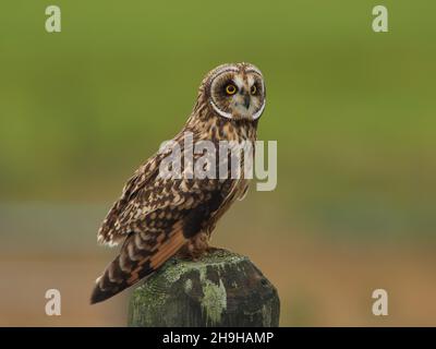 Il gufo dalle orecchie corte è un gufo che probabilmente si osserva nel giorno nel Regno Unito. Posano su pali o alberi osservando per preda, ma anche cacciano sulla vittoria. Foto Stock