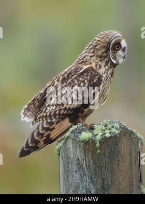 Il gufo dalle orecchie corte è un gufo che probabilmente si osserva nel giorno nel Regno Unito. Posano su pali o alberi osservando per preda, ma anche cacciano sulla vittoria. Foto Stock