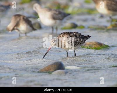 Bar ha inchiodato godwit, migrando a sud dal loro terreno di allevamento in una sosta di alimentazione fuori. Foto Stock