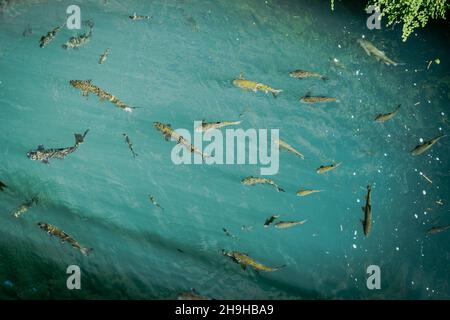 I pesci del Barbus che nuotano nel torrente sono visti dall'alto. Pesce d'acqua dolce nel fiume pulito e bacground verde. Animali selvatici. Foto Stock