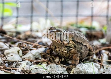 Toad seduto tra le rocce in un giardino primaverile. Foto Stock