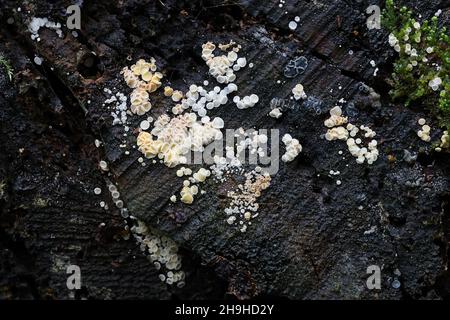 Lachnum virgineum, a volte chiamato il fungo da discoteca nevoso, fungo selvatico dalla Finlandia Foto Stock
